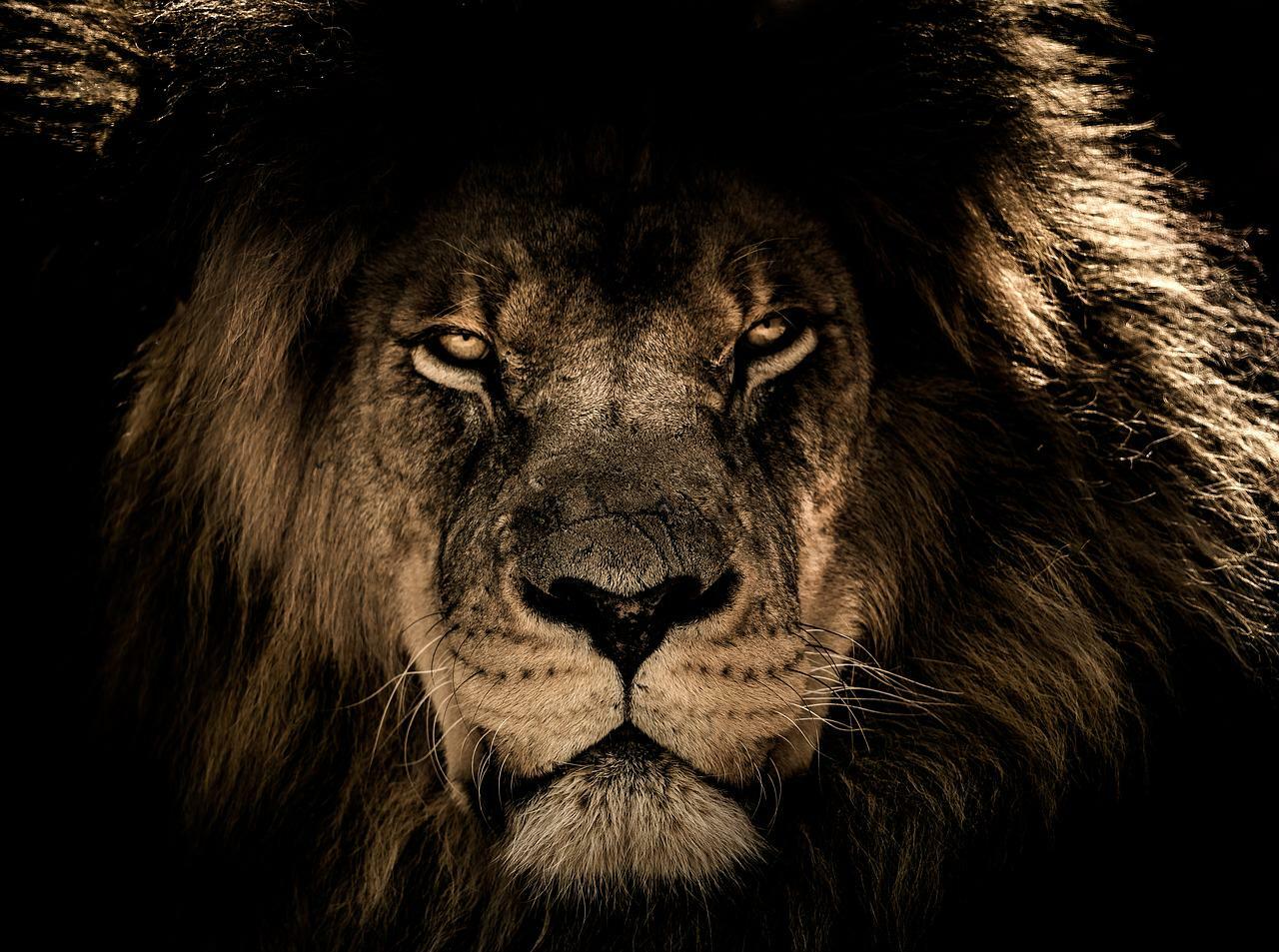 african lion 2888519 1280