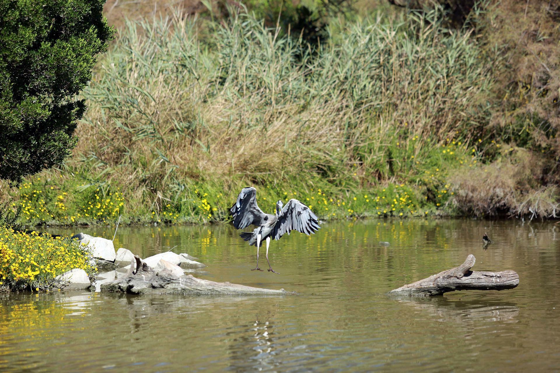 camargue g0b7adc81d 1920