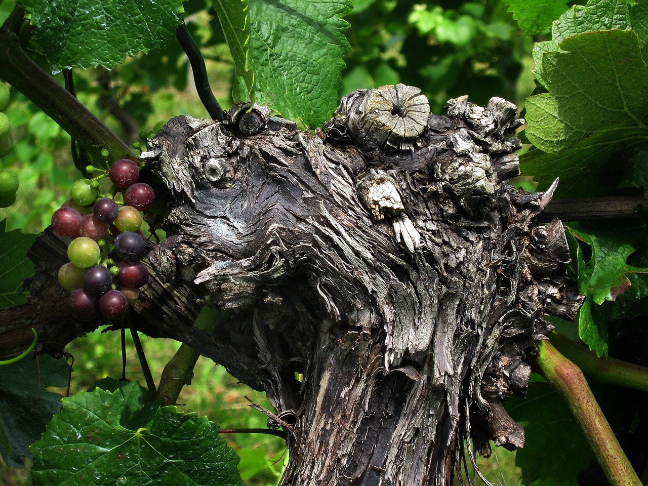 grape 95723 1280