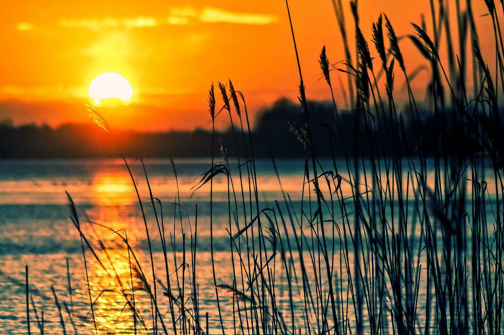 lake reeds and sunset