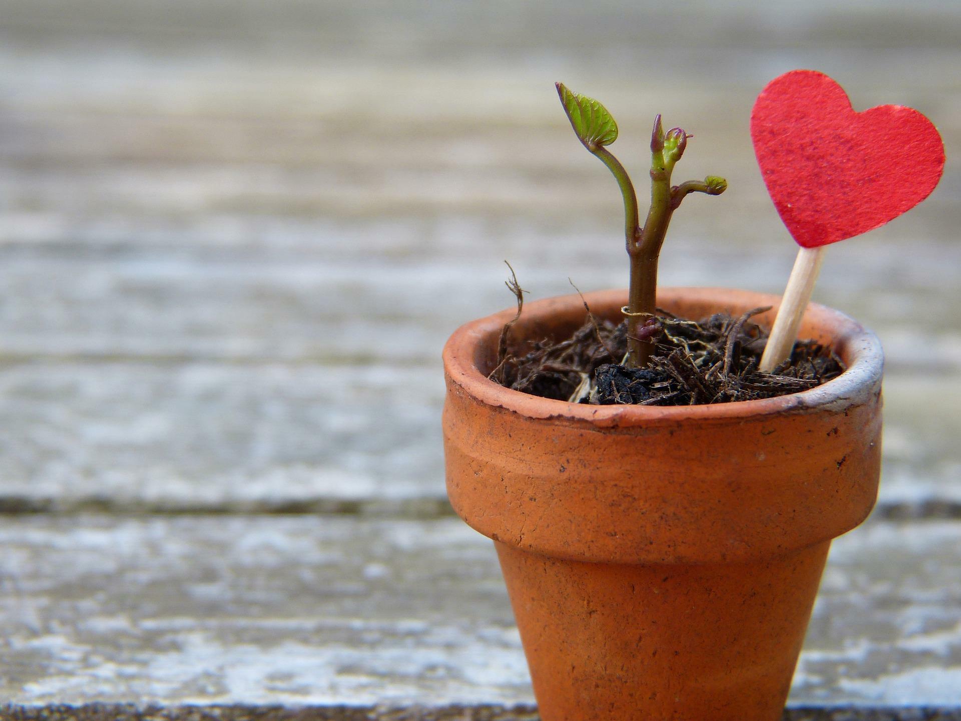 plant pot love